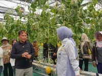 Ketua TP-PKK Kalteng Aisyah Thisia panen melon teknologi Smart Greenhouse di Palangka Raya
